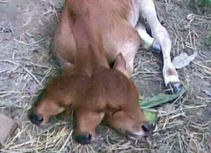 Tremble in one Busoga village in Eastern Uganda as a three-headed calf is born.