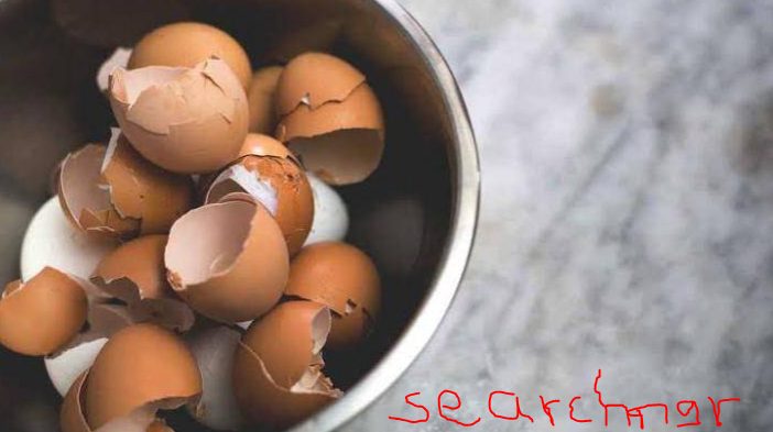 Stop Throwing Away Your Egg Shells; See How You Can Make Money From It 1