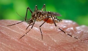 Over 20,000 Cases Of Dengue Fever In Five Months Recorded-In Thailand 1