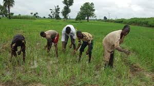 CBN to fund 1.6m farmers Across Nigeria (See Details)