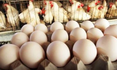 Stop Throwing Away Your Egg Shells; See How You Can Make Money From It