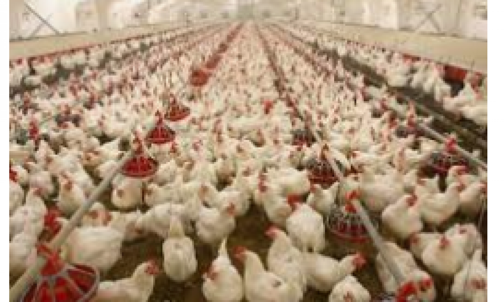 How to Make 200k In Poultry Farming this Season