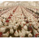 How to Make 200k In Poultry Farming this Season