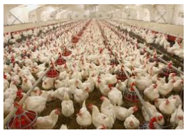 How to Make 200k In Poultry Farming this Season