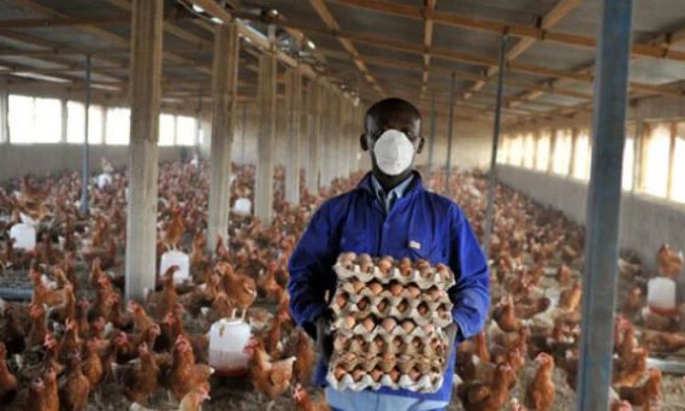 APPLY: How to obtain UK short-term visa for poultry workers, truck drivers