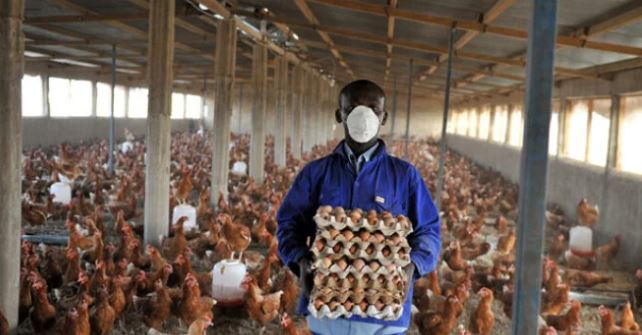 APPLY: How to obtain UK short-term visa for poultry workers, truck drivers